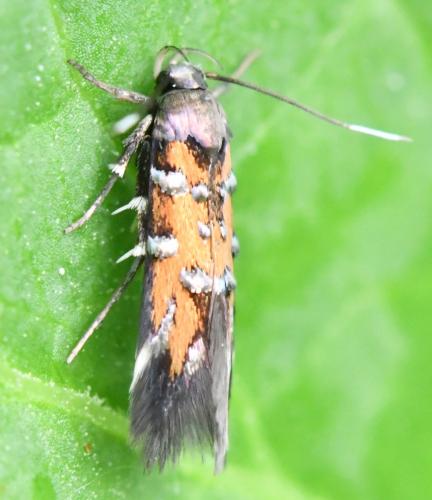 Réf. 301 665 : Pancalia leuwenhoekella